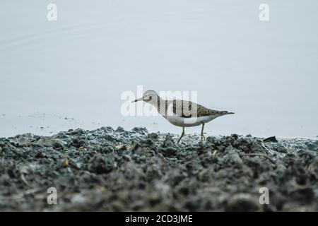 Gewöhnlicher Sandpiper, der zum Ufer des Maroño-Stausees watt Stockfoto