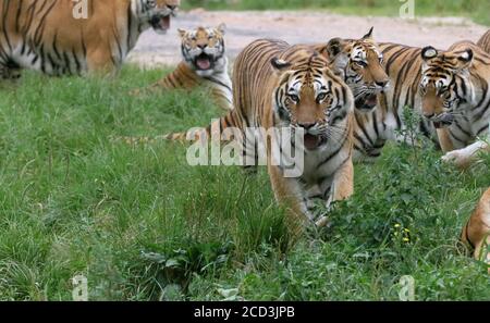 Sibirische Tiger laufen im Wald im Hengdaohezi Siberian Tiger Park, der größten wilden sibirischen Tiger Zucht und Aufwilderbasis in der W Stockfoto