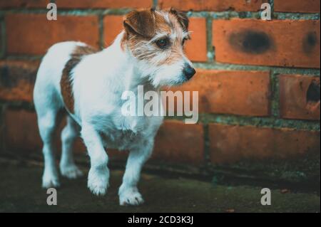 Jack Russell Terrier Stockfoto