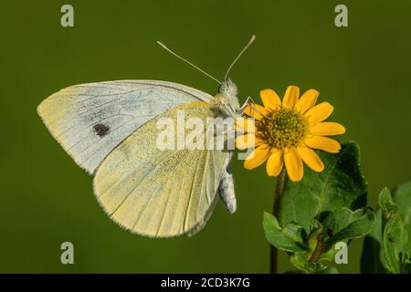 Small White - Pieris rapae, schöner weißer Schmetterling aus europäischen Wiesen und Weiden, Zlin, Tschechische Republik. Stockfoto