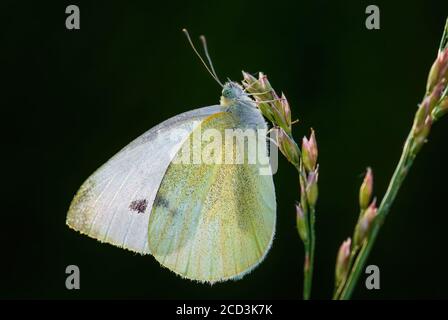 Small White - Pieris rapae, schöner weißer Schmetterling aus europäischen Wiesen und Weiden, Zlin, Tschechische Republik. Stockfoto