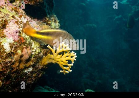 Schwarzkehlfisch, Paracirrites forsteri, thront auf Staghorn-Korallen, Rotes Meer, Ägypten Stockfoto