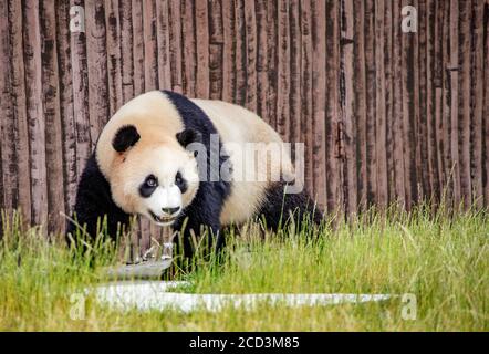 Ein Panda ist abgebildet, der selbst beim Jiawuchi spielt Naturschutzgebiet im Jiuzhai Valley National Park in Aba Tibetisch Und der autonomen Präfektur Qiang in Stockfoto