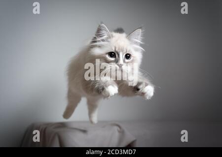 Süßes, verspieltes blau silbernes Tabby Point weißes ragdoll Kätzchen hüpft mit Blick nach vorne sehr fokussiert Stockfoto