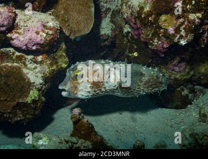 Spotbase Burrfish, Cyclichthys Spilostylus, Korallenriff, Rotes Meer, Ägypten Stockfoto