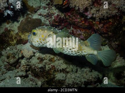 Spotbase Burrfish, Cyclichthys Spilostylus, Korallenriff, Rotes Meer, Ägypten Stockfoto