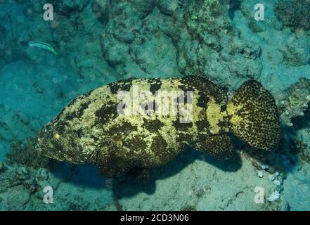 Braunmarmorter Zackenbarsch, Epinephelus fuscoguttatus, auf Meeresgrund, Marsa Alam, Ägypten Stockfoto