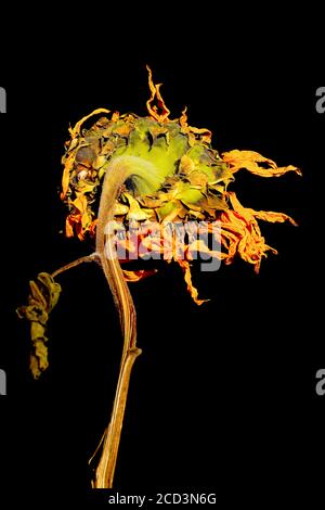 Verwelkt Sonnenblume auf schwarzem Hintergrund Stockfoto