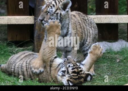 Sibirische Tiger laufen im Wald im Hengdaohezi Siberian Tiger Park, der größten wilden sibirischen Tiger Zucht und Aufwilderbasis in der W Stockfoto