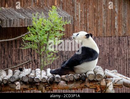 Ein Panda ist abgebildet, der selbst beim Jiawuchi spielt Naturschutzgebiet im Jiuzhai Valley National Park in Aba Tibetisch Und der autonomen Präfektur Qiang in Stockfoto