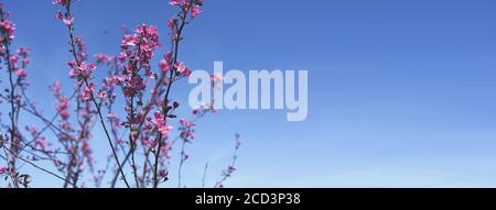 Banner Frühling Rand oder Hintergrund mit rosa Blüten. Schöne Naturszene mit blühenden Baumzweig und blauem Himmel. Frühlingsblumen Apfelkirsche Stockfoto