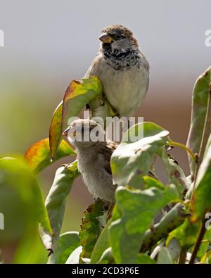 Männliche und weibliche Haussperlinge, Passer domesticus. Stockfoto