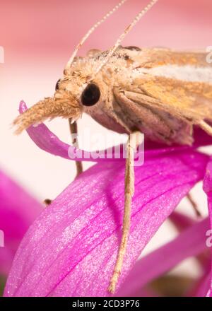 Makroaufnahme einer Motte mit einem Proboscis. Stockfoto