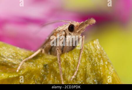 Makroaufnahme einer Motte mit einem Proboscis. Stockfoto