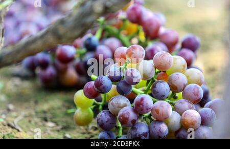 Die Menschen pflücken Trauben an einer Traubenanbauungsbasis im Bezirk