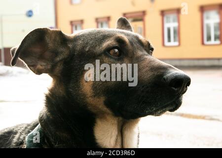 Liebenswert gemischte Rassen Hund Porträt in Vorstadt Stockfoto