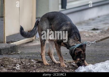 Großer Hund mit braunem Fell schnüffelt nach etwas auf dem Masse Stockfoto