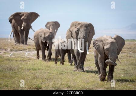 Elefantenfamilie, die in der Linie in grasbewachsenen weiten Ebenen von Amboseli Nationalpark in Kenia Stockfoto