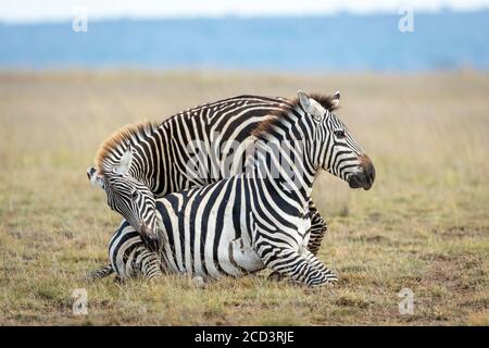 Erwachsene Zebra mit ungewöhnlichen blauen Augen sitzen auf dem Boden Mit einem anderen Zebra versucht, ihre Aufmerksamkeit in Amboseli zu bekommen Kenia Stockfoto