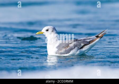 Erster Sommer Schwarzbeinige Kittiwake (Rissa tridactyla tridactyla) beim Schwimmen in Jökulsárlón in Island. Stockfoto