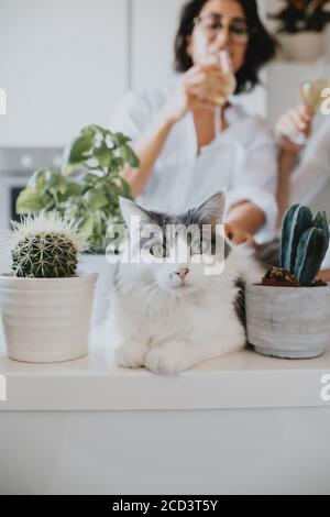 Frau mit braunem Haar, die Brille trägt, die in einer Küche steht, weiße Katze, die auf der Theke liegt und die Kamera anschaut. Stockfoto