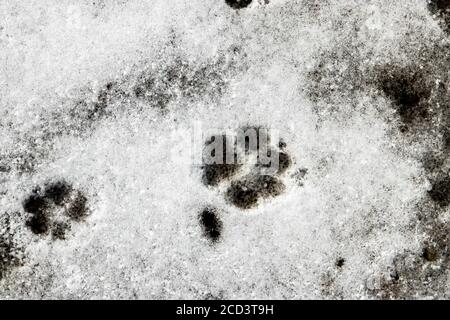 Kleine Tierfußabdrücke im Schnee Stockfoto