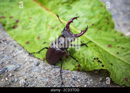 Hirschkäfer, lucanus cervius. Europa Stockfoto