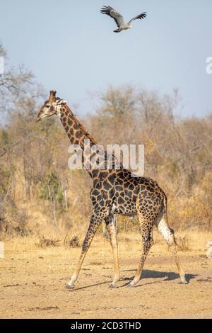 Vertikales Porträt einer wanderenden männlichen Giraffe mit fliegendem Gymnogen Über dem Kopf im Krüger Park Südafrika Stockfoto