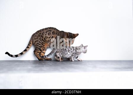 Zwei bengalische Kätzchen, die auf Betonboden vor der weißen Wand stehen, die älteren Kätzchen pflegen die jüngere. Stockfoto