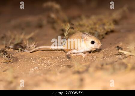 Der große ägyptische Jerboa (Jaculus orientalis) steht auf dem sandigen Boden entlang der Dakhla-Aoussard Straße, Westsahara, Marokko. Stockfoto