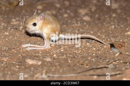 Der große ägyptische Jerboa (Jaculus orientalis) steht auf dem sandigen Boden entlang der Dakhla-Aoussard Straße, Westsahara, Marokko. Stockfoto