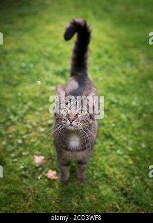 Hochwinklige Vorderansicht einer gestromten Hauskatze Auf dem Rasen stehend und nach oben schauend Stockfoto
