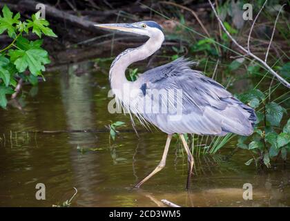 Ein großer blauer Reiher steht regungslos in einem Virginia-Sumpf, während er die Gewässer nach ahnungsloser Beute beobachtet. Stockfoto