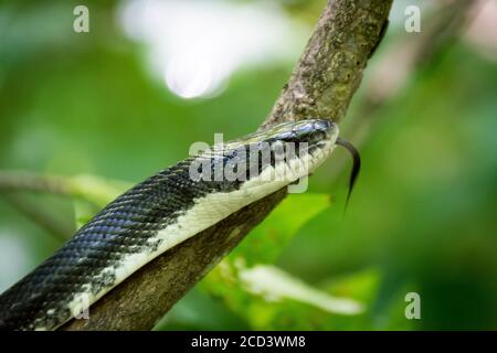 Eine weiße und schwarze Schlange schnippt ihre Zunge, während sie in einem Wald auf einen Baumzweig klettert. Stockfoto