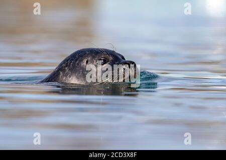 Vermutlich weiblichen Seehunde (Phoca vitulina) patroling der Gletscherlagune Jökulsárlón Estuary, Island. Stockfoto