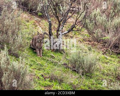 Weiblicher iberischer Luchs (Lynx Pardinus) in Sierra Morena, Andujar, Andalusien, Spanien. Stockfoto