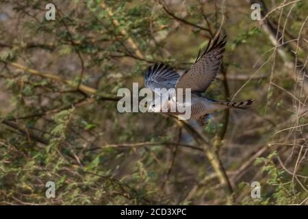 Levant Sparrowhawk (Accipiter brevipes) Männchen, der nahe dem Tor des Aqaba Bird Observatory in Jordanien fliegt. Stockfoto