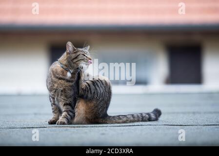 Tabby inländische Kurzhaarkatze mit Kragen kratzt sich auf dem Dach Stockfoto