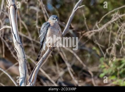 Levant Sparrowhawk (Accipiter brevipes) Männchen thront nahe dem Tor des Aqaba Bird Observatory, Jordanien. Stockfoto