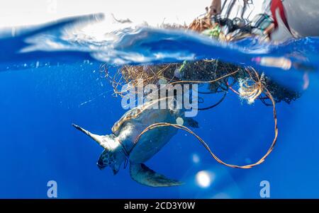 Karettschildkröte (Caretta caretta) gefangen in einem frei schwimmenden Fangnetz vor Pico, Azoren, Portugal. Stockfoto