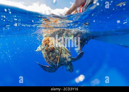 Karettschildkröte (Caretta caretta) gefangen im frei schwimmenden Fischernetz vor Pico, Azoren, Portugal. Stockfoto
