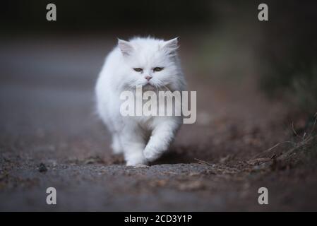 Weiße perserkatze, die auf einem Fußweg durch den Wald läuft Stockfoto