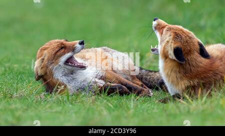 Europäischer Rotfuchs (Vulpes vulpes crucigera) im Amsterdamse Waterleidingduinen, Noord-Holland, Niederlande. Stockfoto