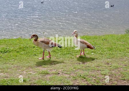 Männliche und weibliche Paar von ägyptischen Gänsen in walthamstow Feuchtgebieten N17 england london Stockfoto