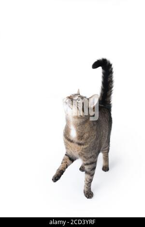 Tabby Katze Betteln für Leckereien auf weißem Hintergrund Stockfoto