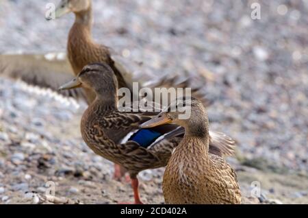 Stockente (Anas Platyrhynchos) Stockfoto