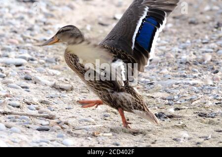 Stockente (Anas Platyrhynchos) Stockfoto