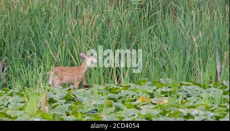 Weiß - angebundene Rotwild (Odocoileus Virginianus) Stockfoto