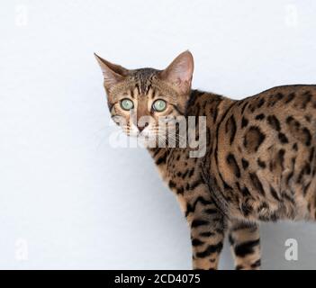 Nahaufnahme des Porträts einer jungen bengalischen Katze vor der weißen Wand mit Blick auf die Kamera Stockfoto