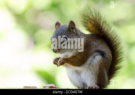 Amerikanisches Rotes Eichhörnchen (Tamiasciurus Hudsonicus) Stockfoto